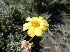 Euryops othonnoides