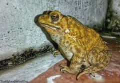 Duttaphrynus melanostictus