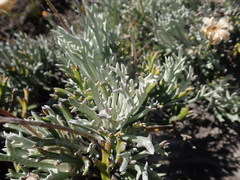 Euryops othonnoides