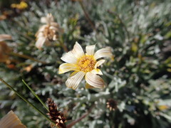 Euryops othonnoides