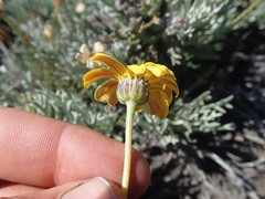 Euryops othonnoides