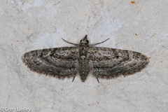 Eupithecia longidens