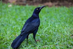 Quiscalus mexicanus