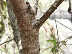 Securinega durissima