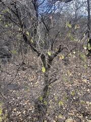 Dendrolobium arbuscula