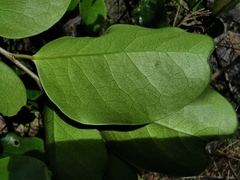 Securinega durissima