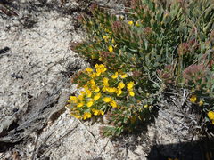 Rafnia spicata