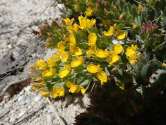 Rafnia spicata