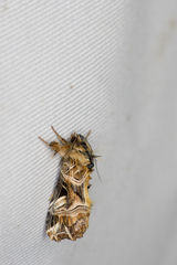 Callopistria repleta