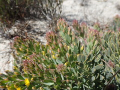 Rafnia spicata