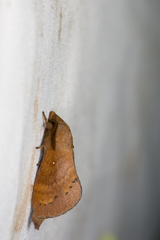 Dendrolimus punctata