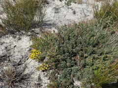 Rafnia spicata