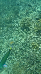 Halichoeres scapularis