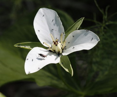 Trillium camschatcense
