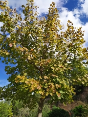 Acer granatense