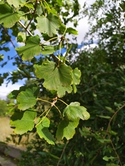 Acer granatense