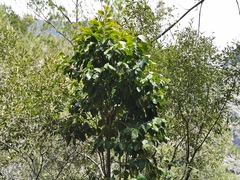 Securinega durissima