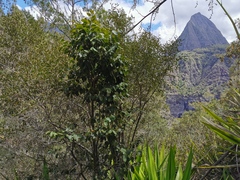 Securinega durissima