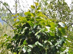 Securinega durissima