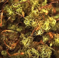 Schlotheimia knightii