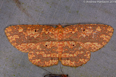 Borbacha altipardaria