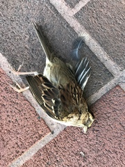 Zonotrichia albicollis