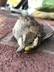 Zonotrichia albicollis