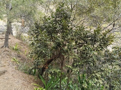 Securinega durissima