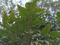 Securinega durissima