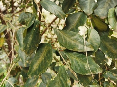 Securinega durissima