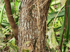 Securinega durissima