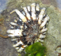 Siphonaria australis