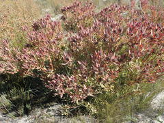 Leucadendron glaberrimum erubescens