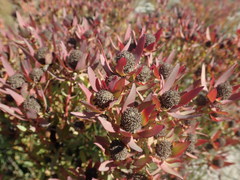 Leucadendron glaberrimum erubescens