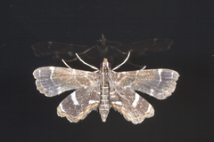 Ambia melanistis