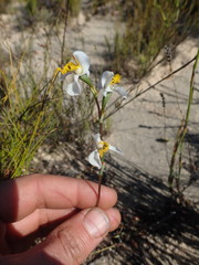 Disa flexuosa