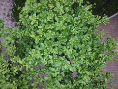 Terminalia catappa