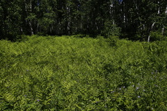 Pteridium latiusculum japonicum