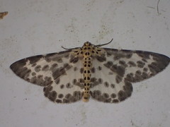 Percnia luridaria