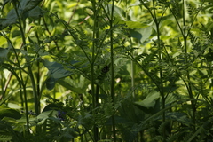 Pteridium latiusculum japonicum