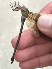 Triacanthagyna trifida