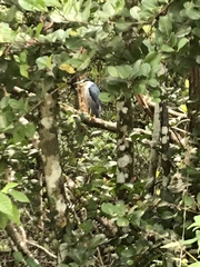 Nycticorax nycticorax image