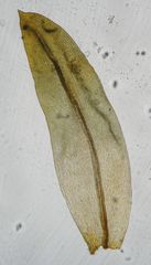 Schlotheimia knightii