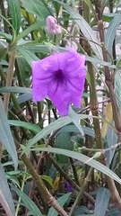 Ruellia simplex