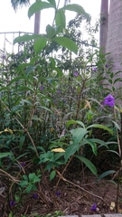 Ruellia simplex