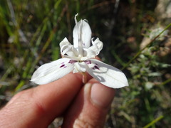 Moraea barkerae