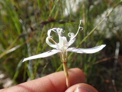 Moraea barkerae