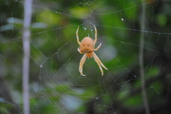 Araneus pallidus