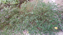 Cuphea hyssopifolia