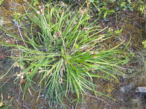 Iris tenax